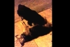 Σκύλος «Θρηνεί» Για Τη «Φίλη» Του (βίντεο)
