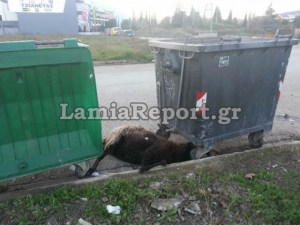 Πέταξαν Νεκρό Πρόβατο Στο Δρόμο