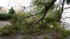 Βόλος: Έπεσαν Δέντρα Πάνω Σε Αυτοκίνητα Από Το Δυνατό Άνεμο