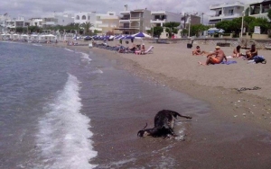 Η Θάλασσα Ξέβρασε... Μια Κατσίκα!