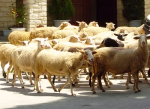 Πληρωμές 35 Εκατ. € Στους Κτηνοτρόφους Πριν Το Πάσχα